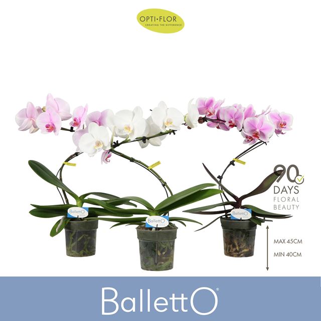 Picture of Phalaenopsis 01-stem balletto metropolitan mix