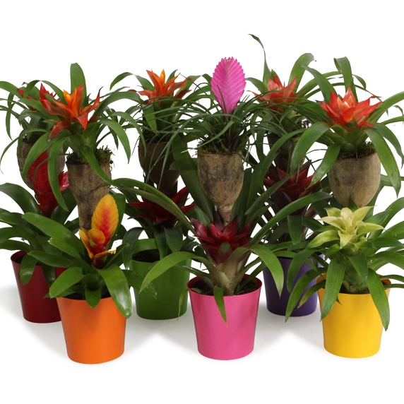 Picture of BROMELIA BONAMI ARRANGEMENT COLOUR CODED