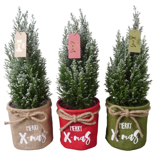 Picture of PICEA GLAUCA CONICA + SNOW IN HESSIAN