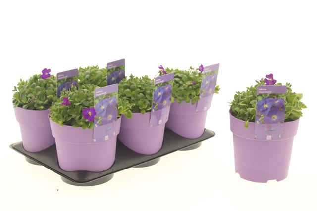 Picture of Aubrieta hybrida chianti