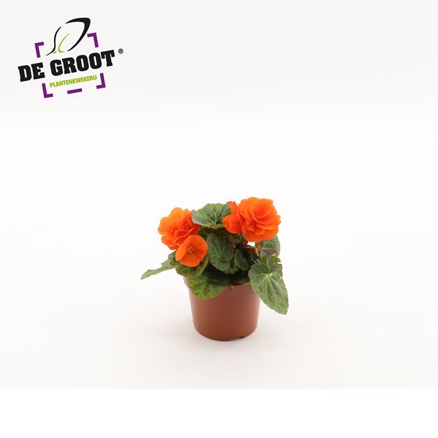 Picture of Begonia tuberosa non stop orange