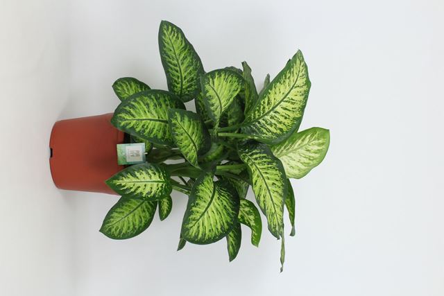 Picture of DIEFFENBACHIA SEGUINE LEMON TROPIC