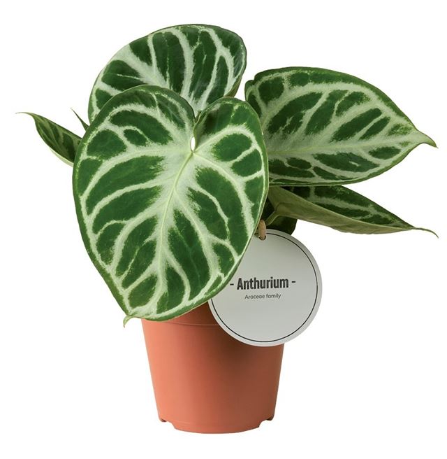 Picture of Anthurium crystallinum silver blush