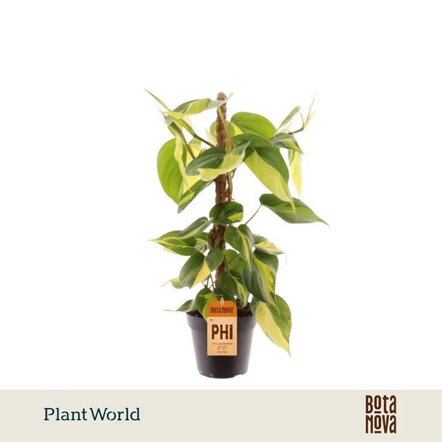 Picture of Philodendron scandens brasil moss pole