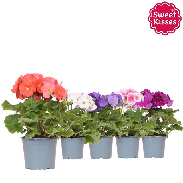 Picture of PRIMULA SWEET KISSES MIX