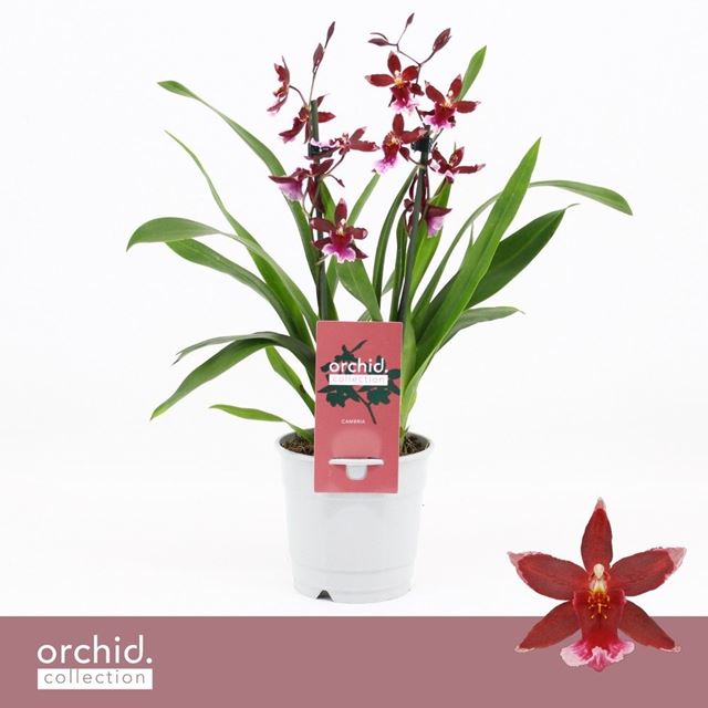 Picture of Cambria 02-stem barrocco red