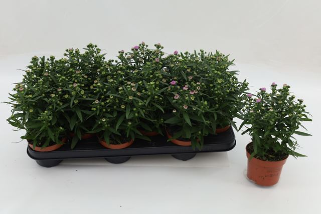 Picture of Aster starletta pink