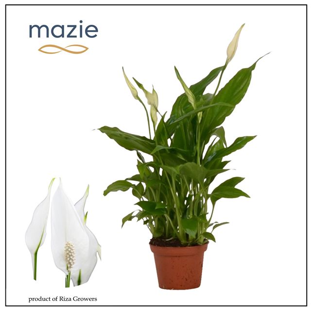 Picture of Spathiphyllum