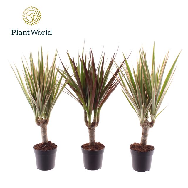 Picture of DRACAENA MARGINATA MIX ON STEM