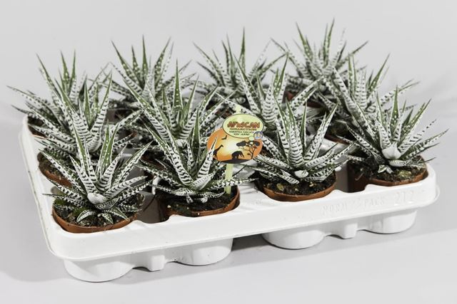 Picture of HAWORTHIA FASCIATA ALBA