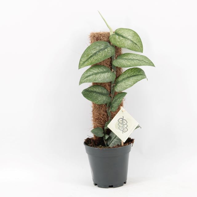 Picture of RHAPHIDOPHORA HONGKONGENSIS VARIEGATA
