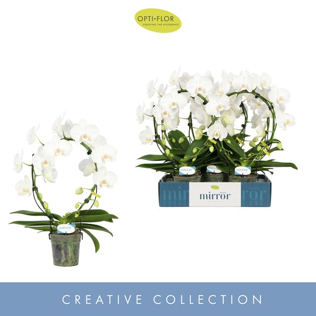 Picture of PHALAENOPSIS 02-STEM MIROR MIRACLE AURORA