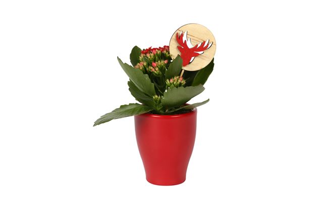 Picture of KALANCHOE ROSALINA RED IN CERAMIC