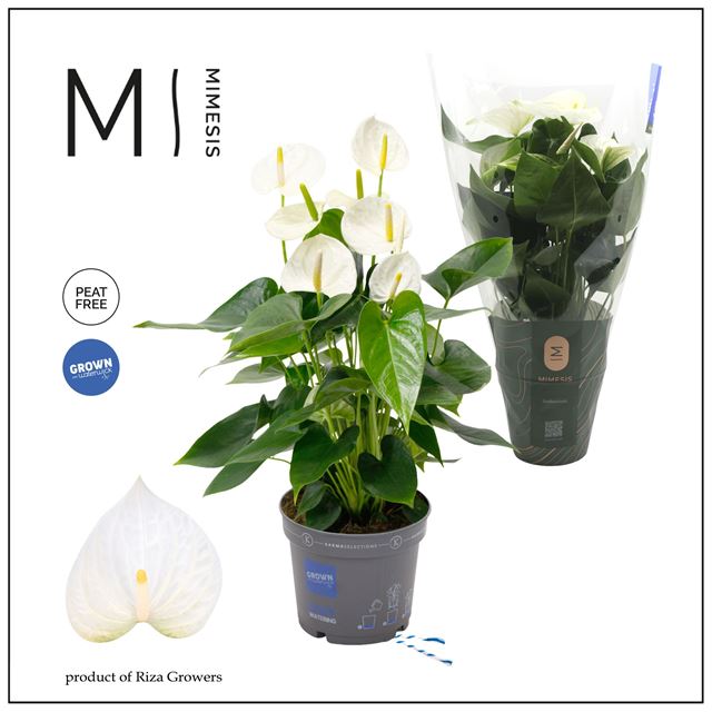Picture of ANTHURIUM ANDREANUM GRANDI FLORA WHITE