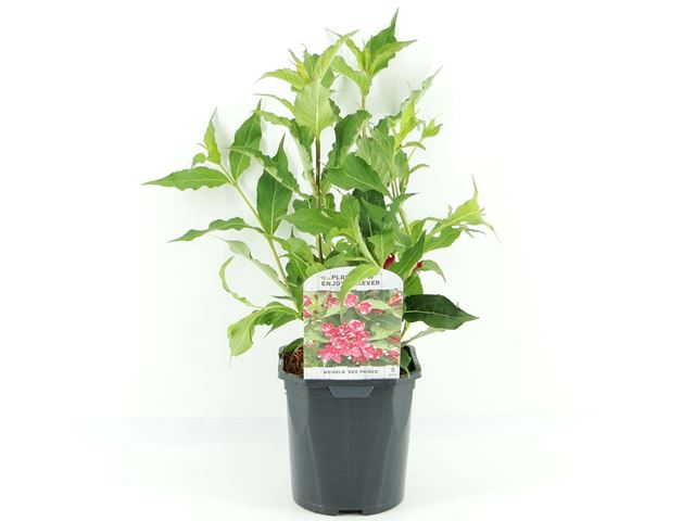 Picture of WEIGELA FLORIDA RED PRINCE