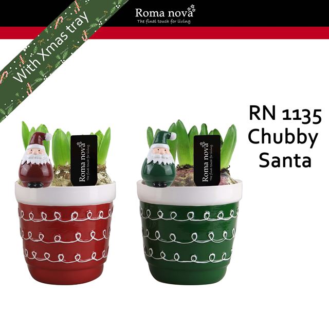 Picture of HYACINTHUS 3BULBS CHUBBY SANTA