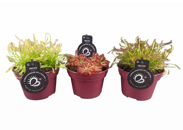 Picture of Drosera mix