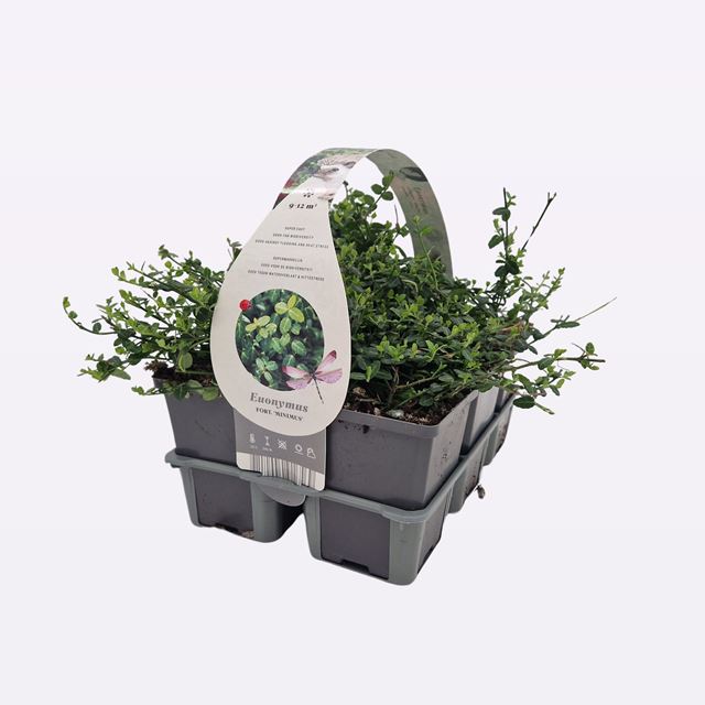 Picture of EUONYMUS FORTUNEI MINIMUS 06-PACK