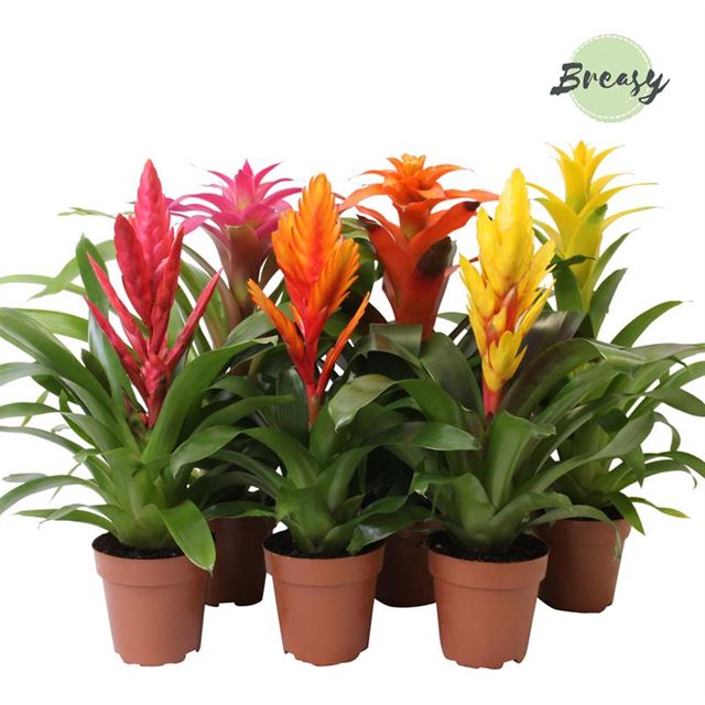 Picture of BROMELIA MIX