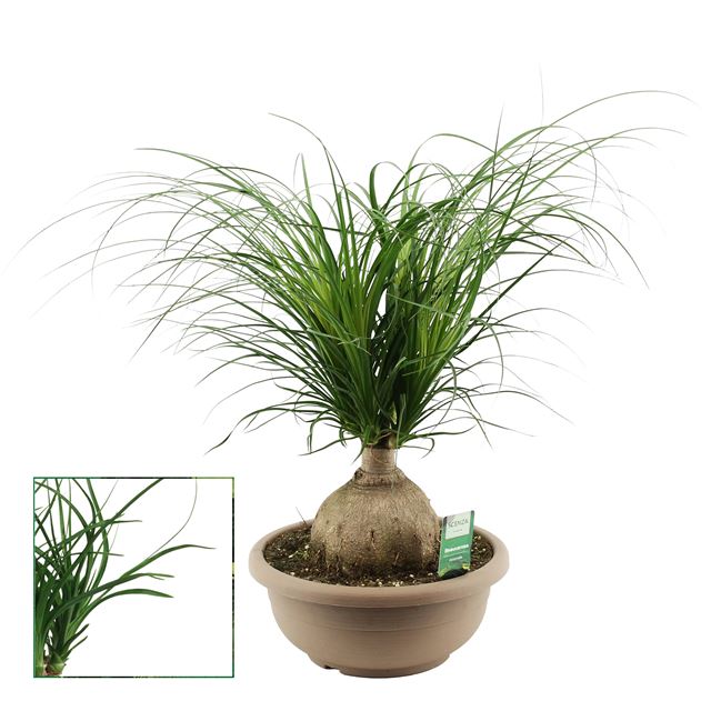 Picture of Beaucarnea recurvata ball on stem