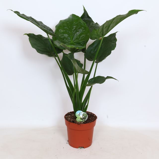 Picture of Alocasia cucullata