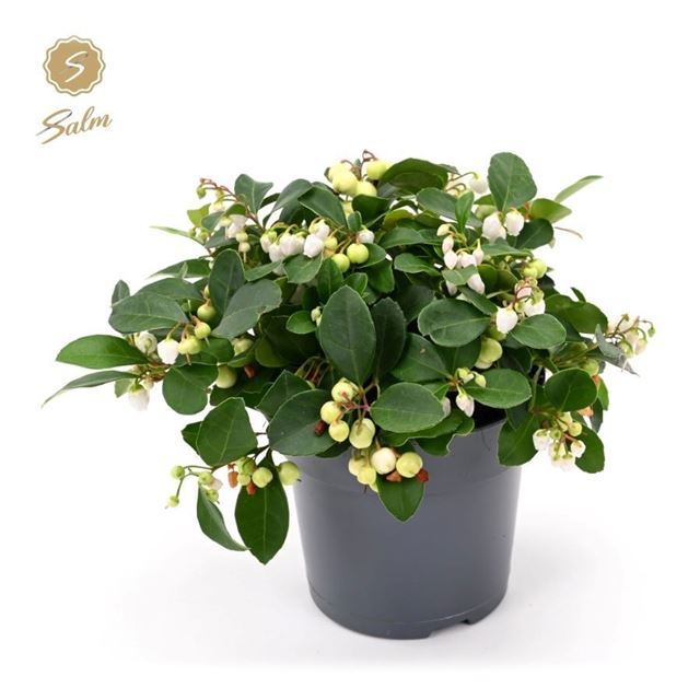 Picture of Gaultheria wit