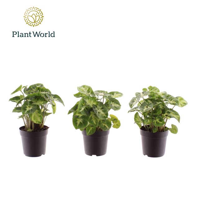 Picture of SYNGONIUM PODOPHYLLUM PIXIE