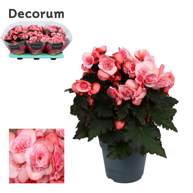 Picture of BEGONIA JOY PINK (LIGHT PINK)