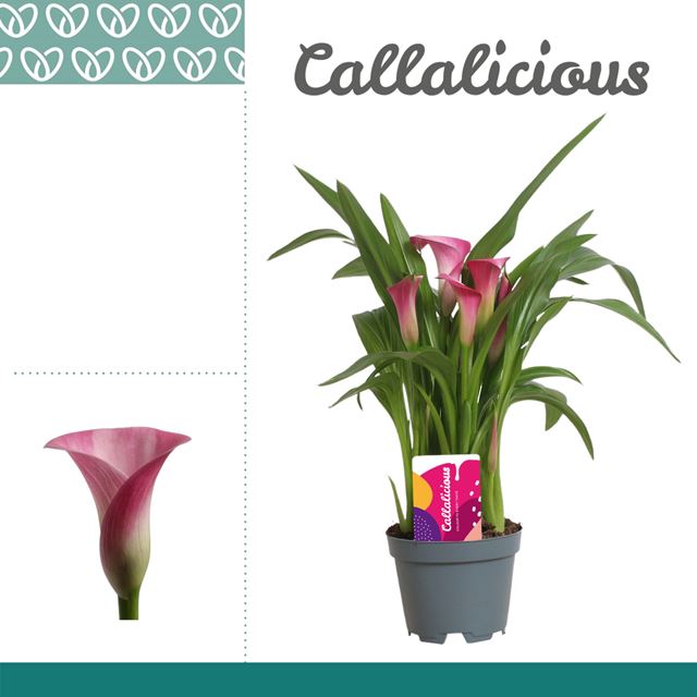 Picture of Zantedeschia zazu pink