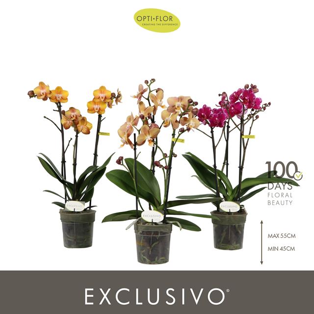 Picture of Phalaenopsis 03-stem exclusivo mix