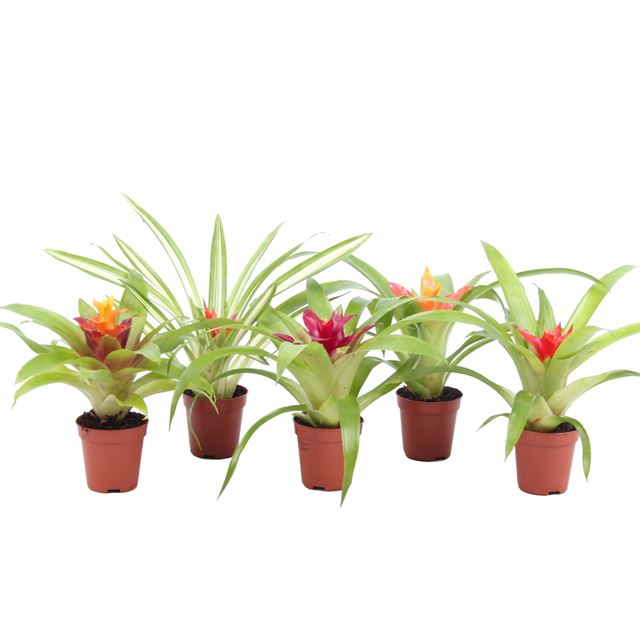 Picture of GUZMANIA MINI MIX