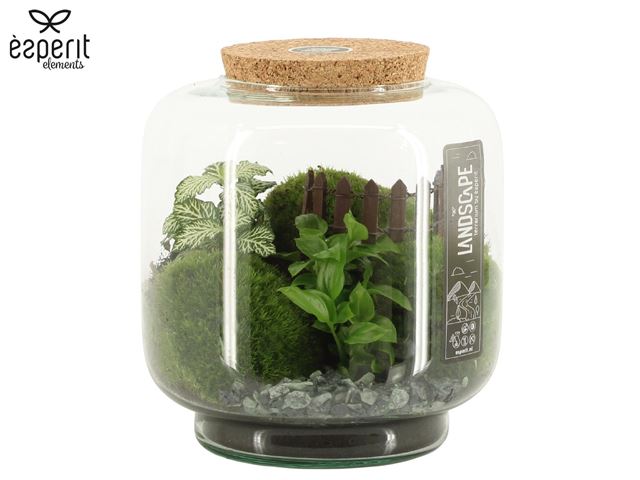 Picture of Terrarium landscape