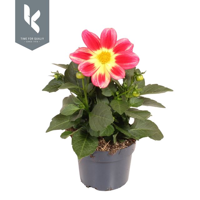 Picture of Dahlia summerbees red bicolor