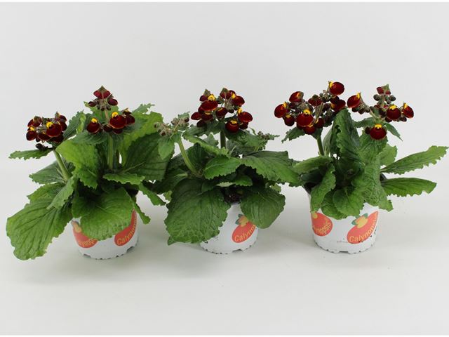 Picture of Calceolaria calynopsis red yellow