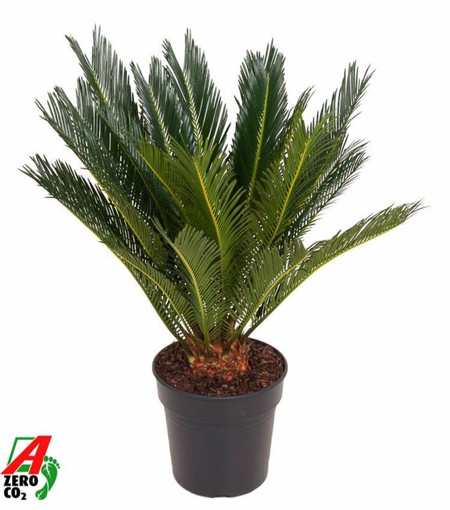 Picture of CYCAS REVOLUTA
