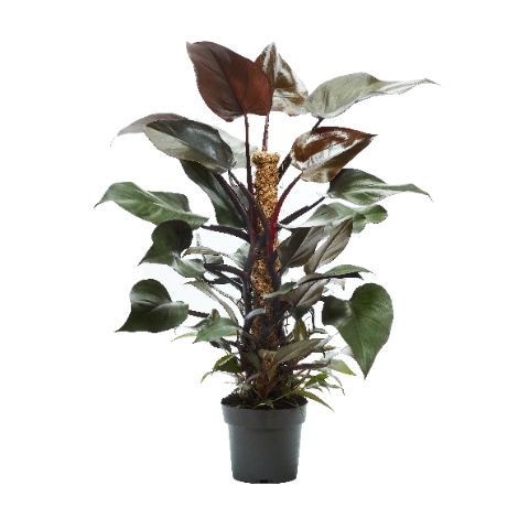Picture of PHILODENDRON NEW RED MOSSPOLE 060CM