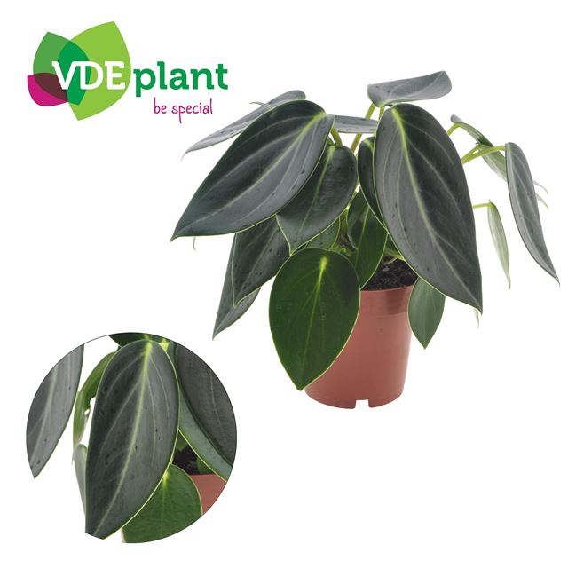 Picture of Peperomia vanilla