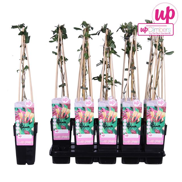 Picture of Lonicera heckrottii goldflame