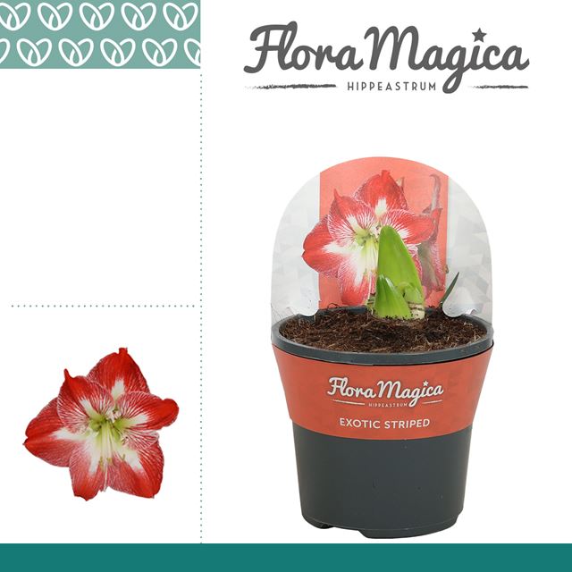 Picture of HIPPEASTRUM (AMARYLLIS) 02-FL EXOTIC STRIPED POTCO