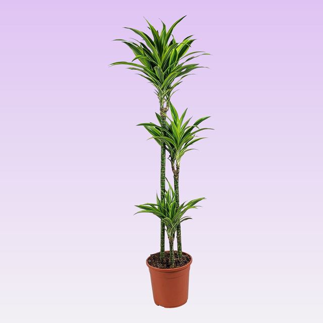 Picture of DRACAENA FRAGRANS LEMON LIME 090+/60+/30+