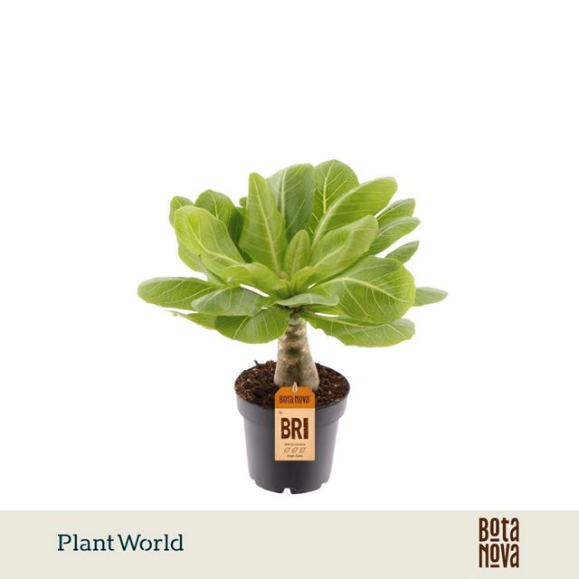 Picture of Brighamia insignis hawain palm