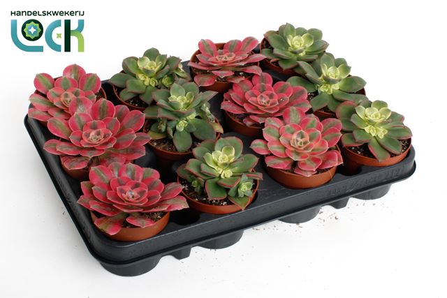 Picture of Aeonium mix