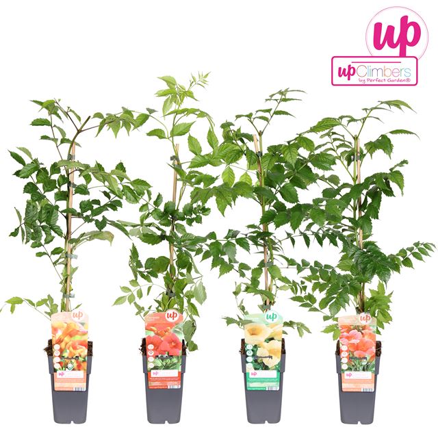 Picture of Campsis mix