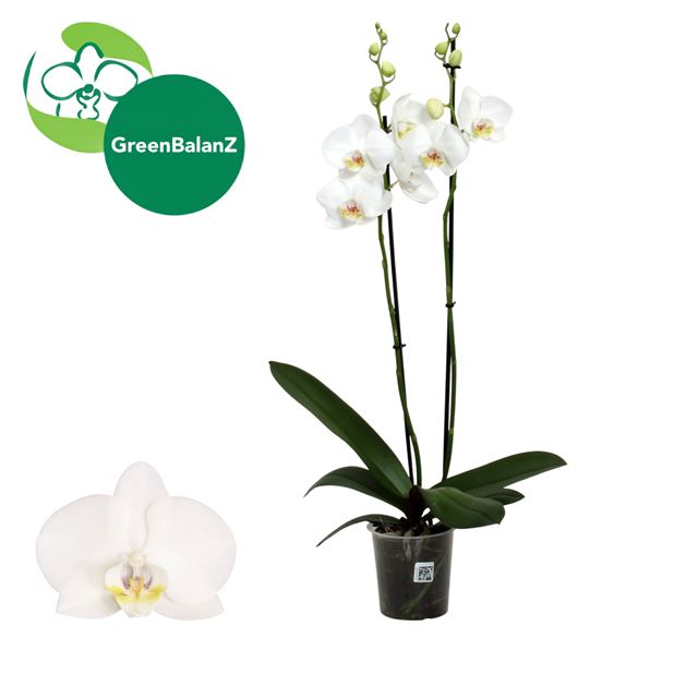 Picture of Phalaenopsis 02-stem white