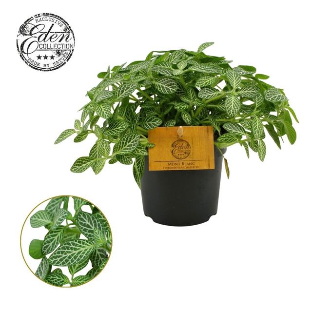 Picture of Fittonia verschaffeltii