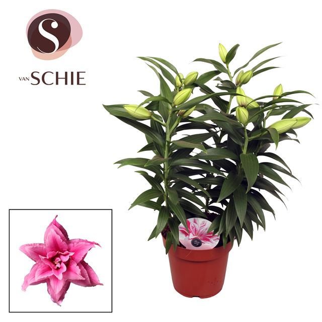 Picture of Lilium roselily 05pp esra