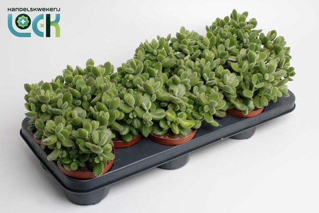 Picture of COTYLEDON LADYSMITHIENSIS