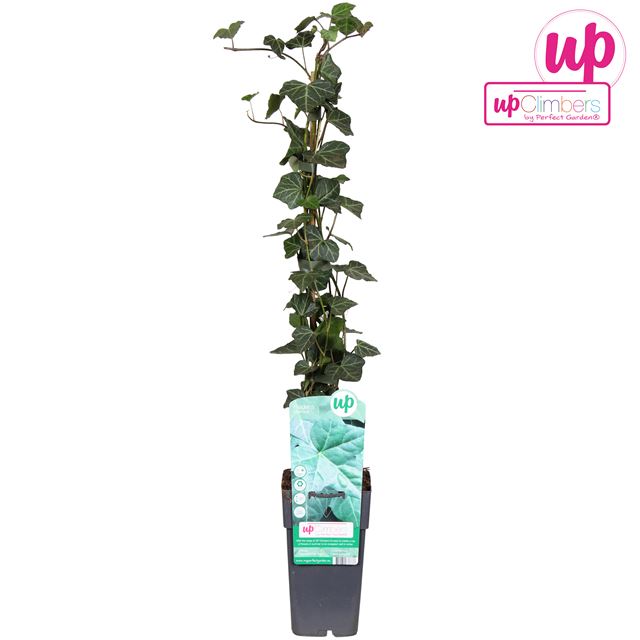 Picture of Hedera hibernica upclimbers