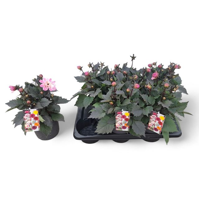 Picture of Dahlia xl pink bicolor
