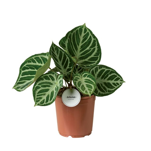 Picture of ANTHURIUM SILVER BLUSH
